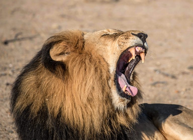 Brüllender Löwe zeigt Zähne